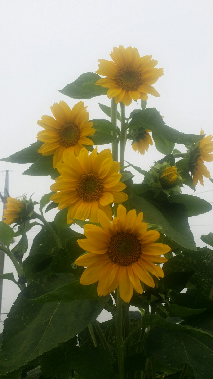 다모전통찻집 이미지