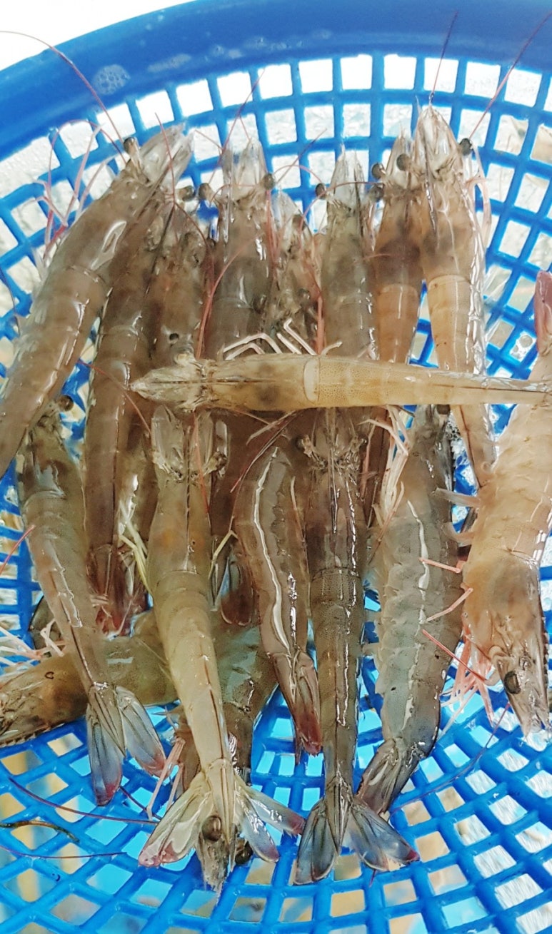 바위섬회수산 이미지