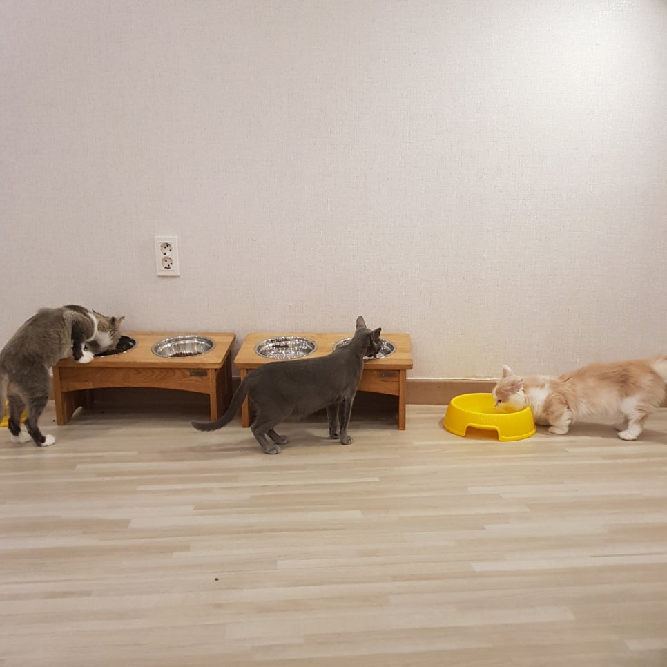 냥테라피 이미지