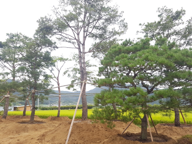 보림조경 이미지