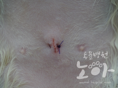 비비노아 이미지