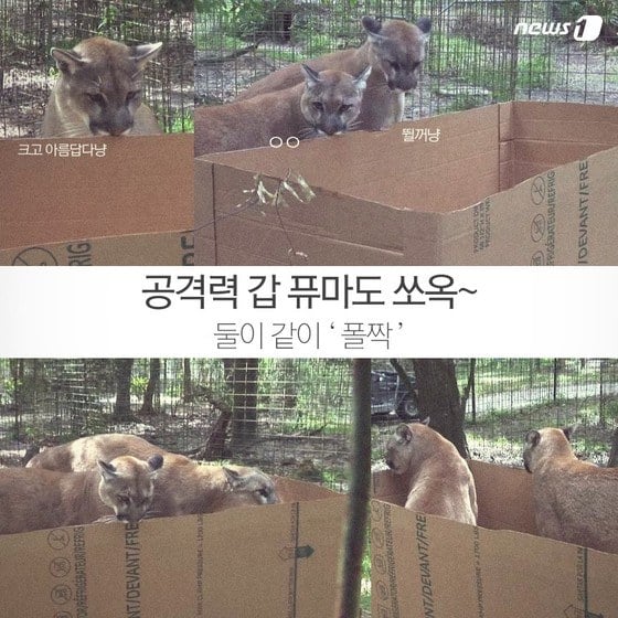 퓨마 이미지