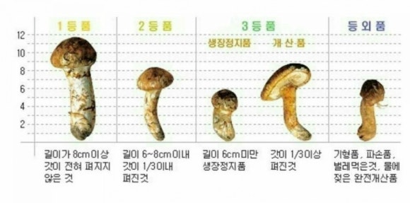 송이식품 이미지