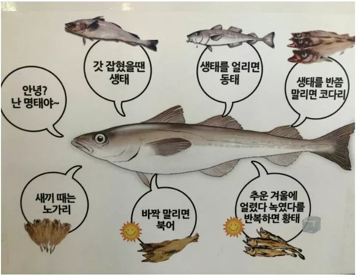 황태세상 이미지