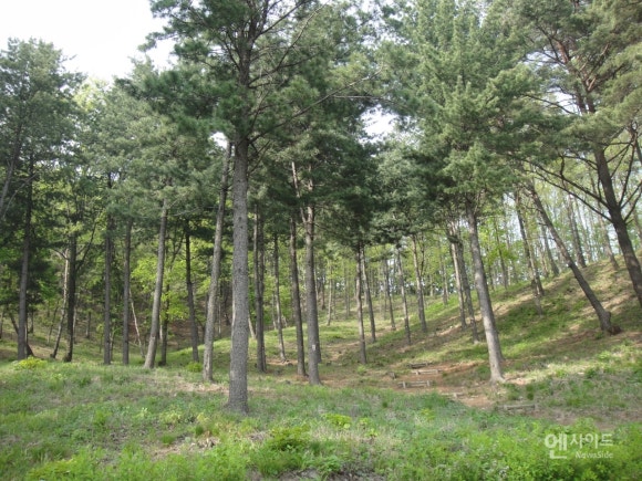 하늘숲조경 이미지