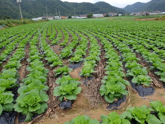 청정농산 이미지
