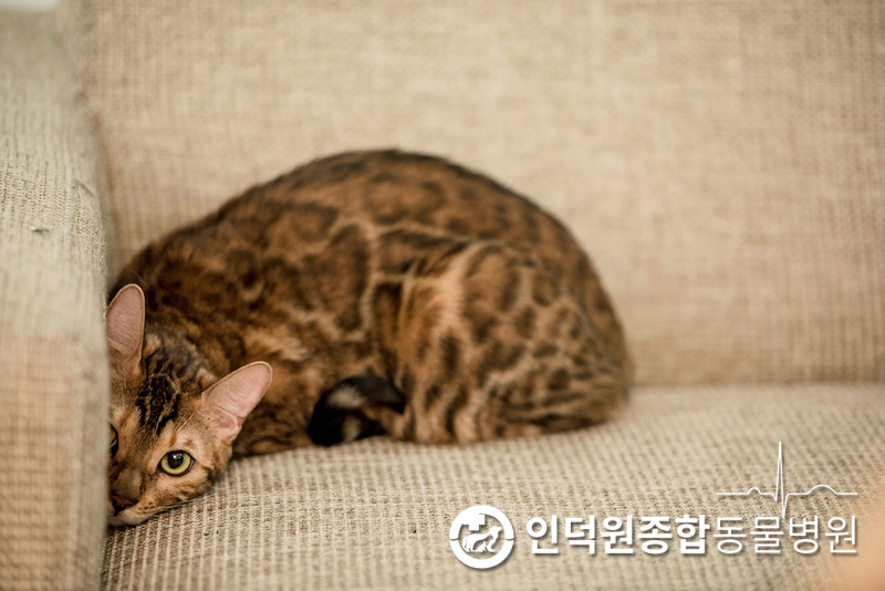 고양이집 이미지