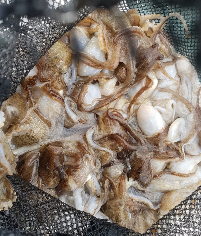 블랙스톤호 이미지