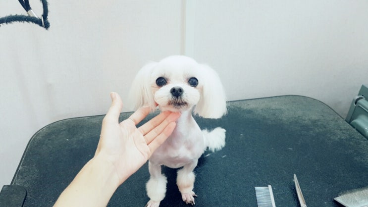 담비살롱 이미지