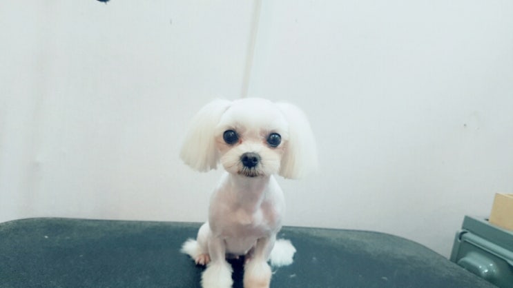 담비살롱 이미지