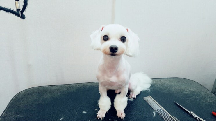 담비살롱 이미지
