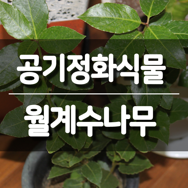 온누리꽃농원 이미지