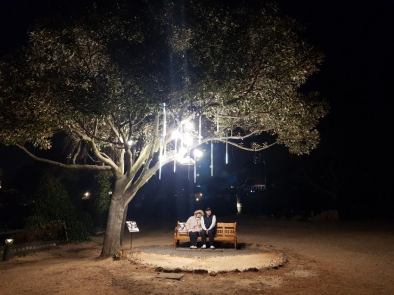 올리브낭 이미지