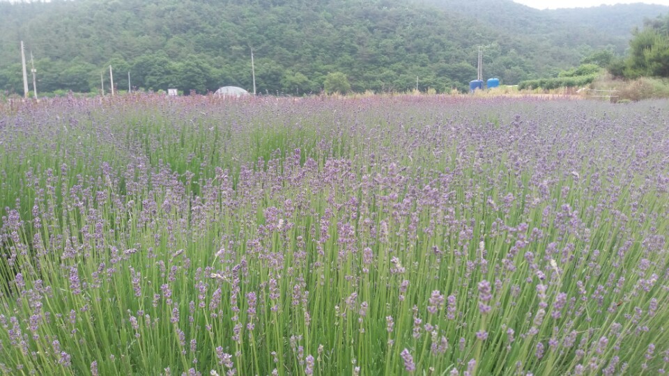 보니타정원 이미지