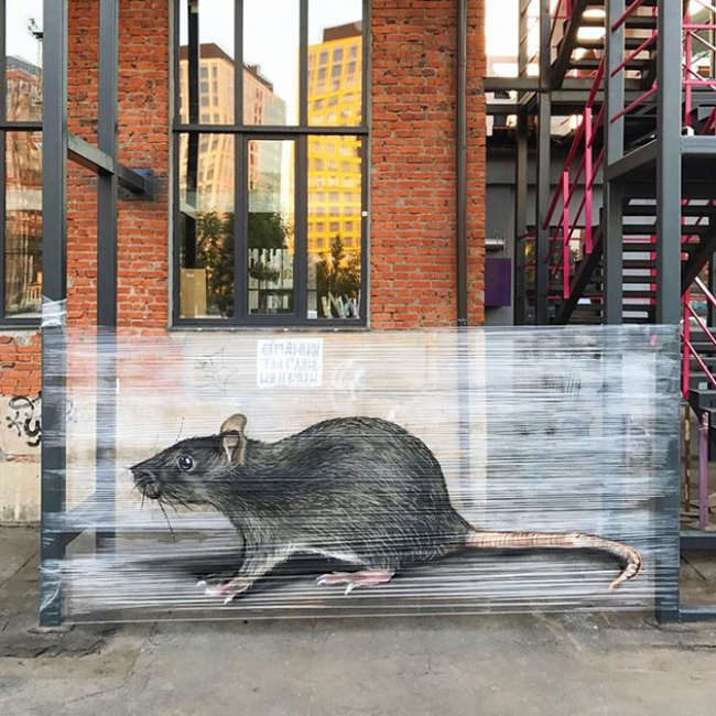 체스(CHES) 이미지