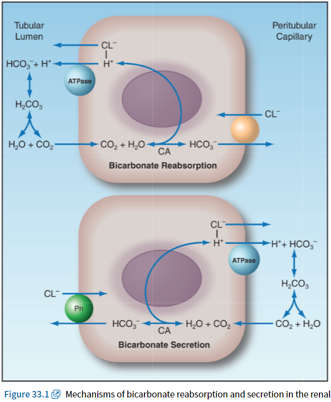 [33] METABOLIC ALKALOSIS 대사성 알칼리증 - Chloride의 중요성 : 네이버 블로그