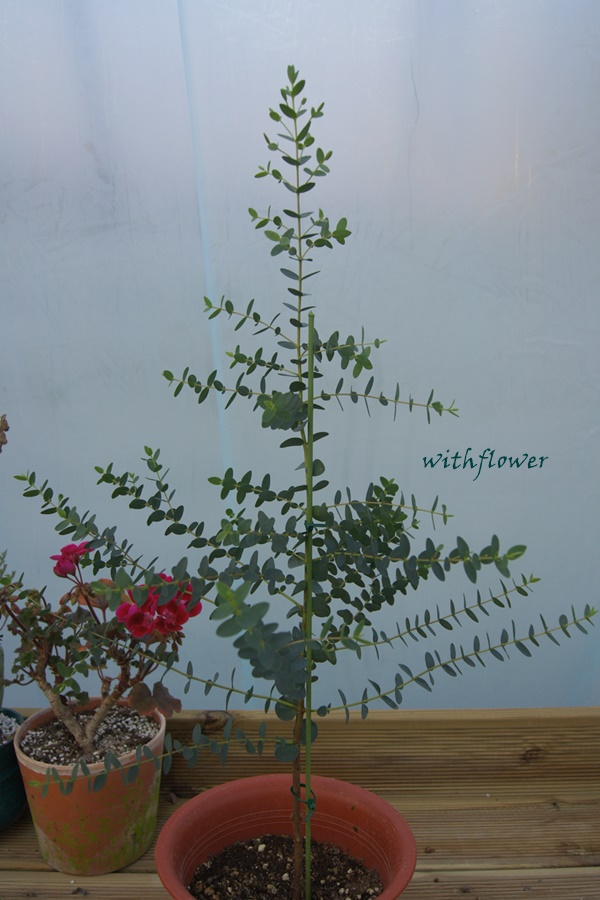 파블라 이미지