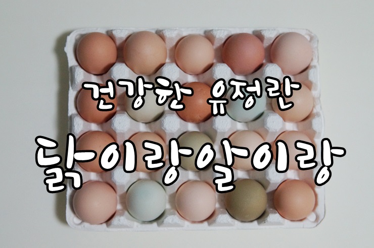알이랑 건강 이미지
