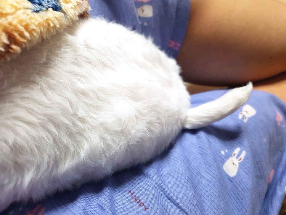 달렉스 이미지