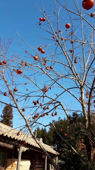 축령산휴림 이미지