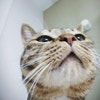Steemit profile picture for @petit