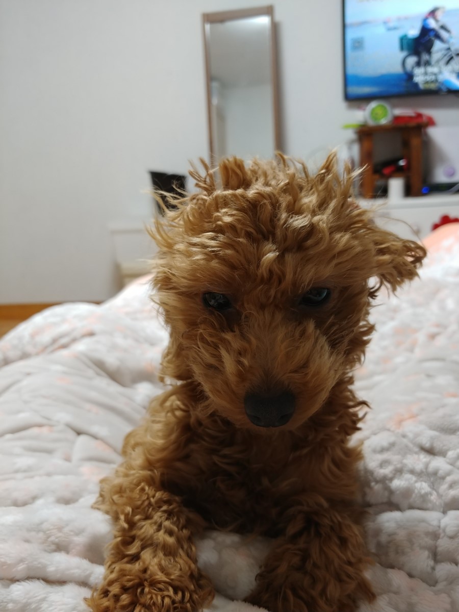 초코누리 이미지