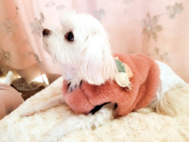 러블리독스 이미지