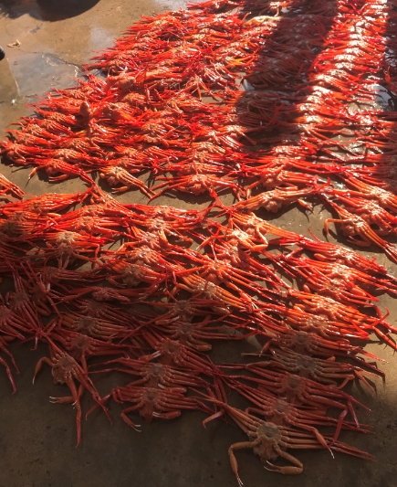 샵족발울진 이미지