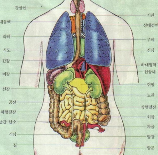 인체 장기 위치, 해부도와 함께 확인해보세요. : 네이버 블로그