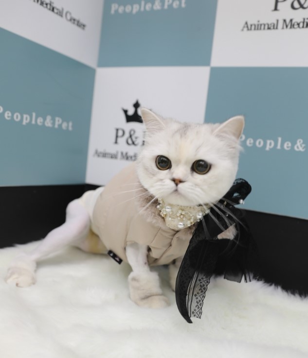 피엔피PC 이미지