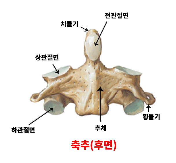 척추뼈의 구조 (추골, 경추골, 흉추, 요추골) : 네이버 블로그