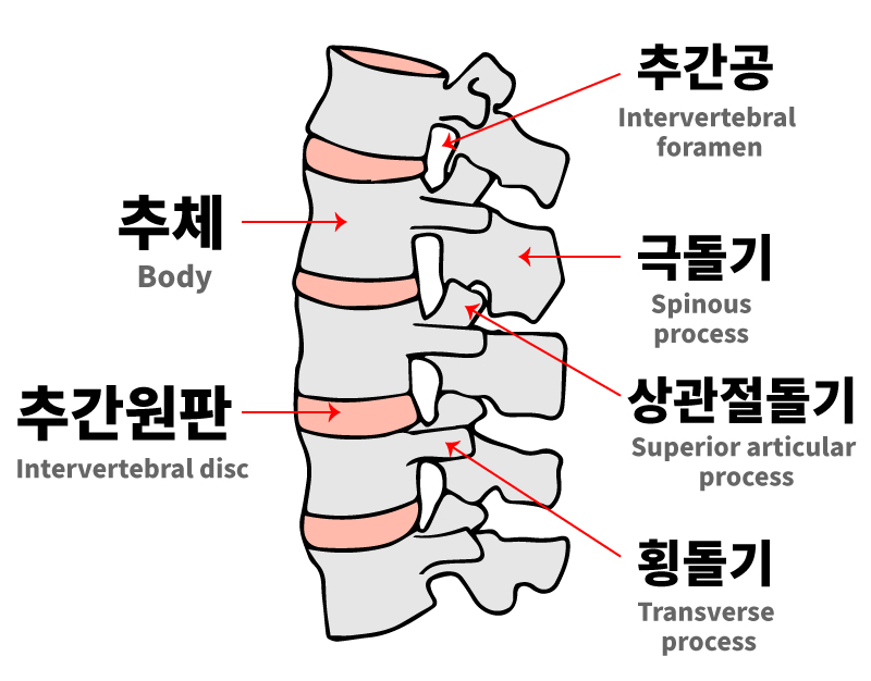 척추뼈의 구조 (추골, 경추골, 흉추, 요추골) : 네이버 블로그