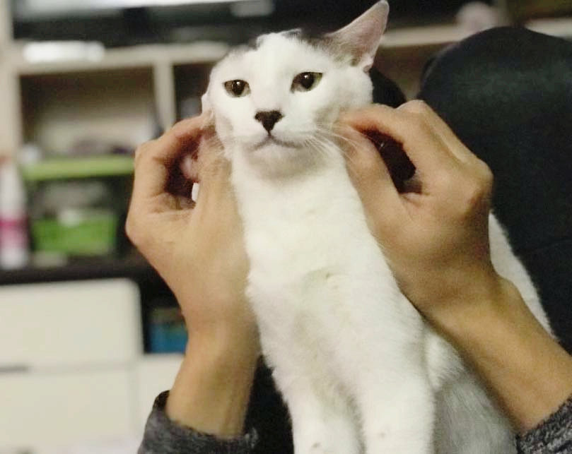 구구제제 이미지