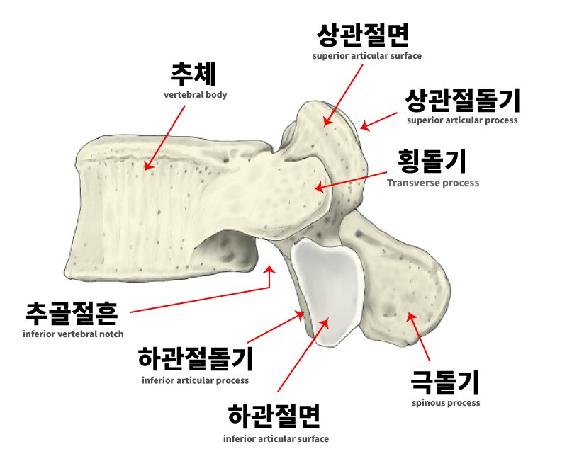 척추뼈의 구조 (추골, 경추골, 흉추, 요추골) : 네이버 블로그