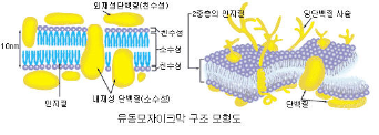 2-4 세포막을 통한 물질의 이동 : 네이버 블로그