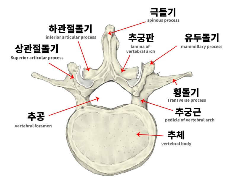 척추뼈의 구조 (추골, 경추골, 흉추, 요추골) : 네이버 블로그