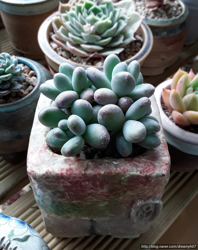 민경이네 다육 이미지
