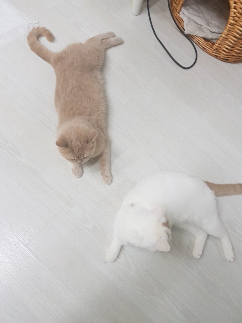 이디야(건설회관점) 이미지
