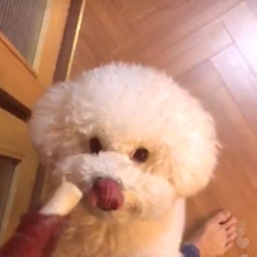 스타라이브 이미지