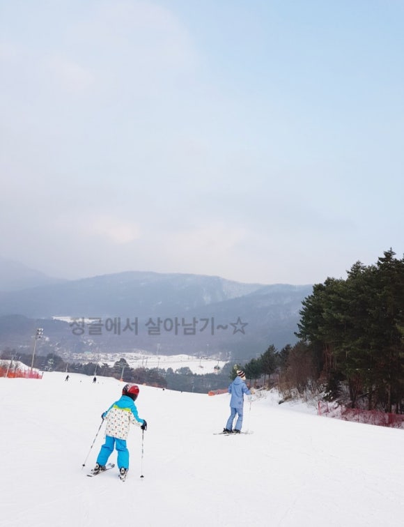 심우향 이미지