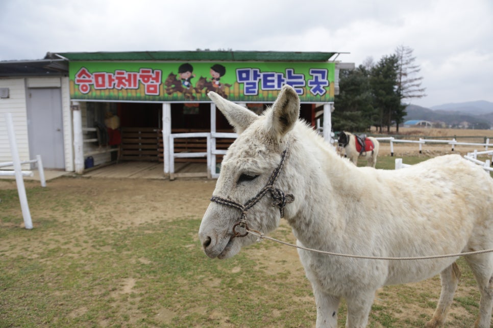 대관령주주파크 이미지
