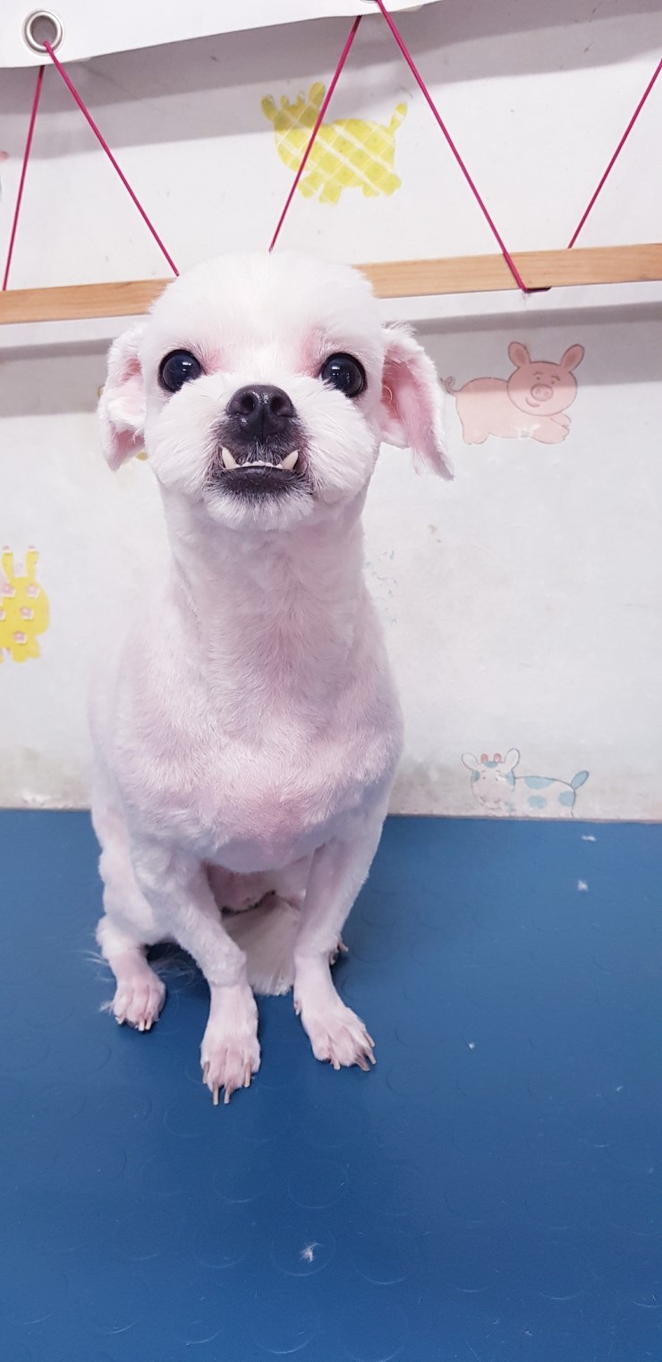 동화미용 이미지