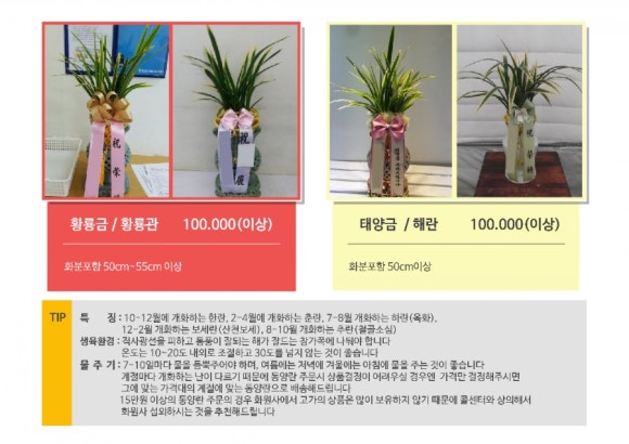 플라워비니 이미지