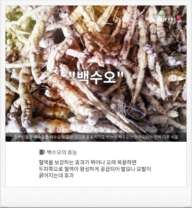 어성초영농조합법인 이미지