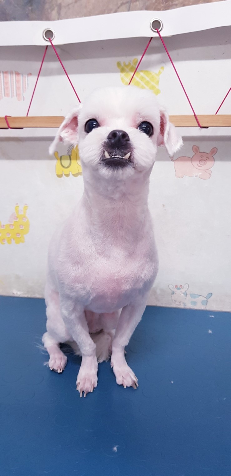 동화미용 이미지