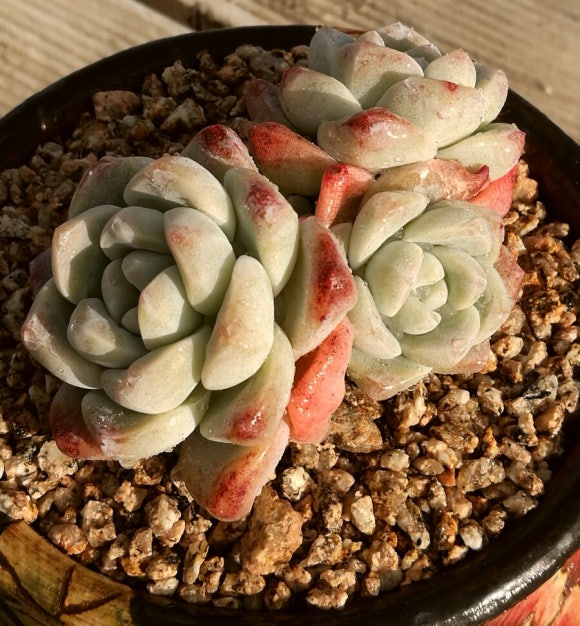 그린자기 이미지