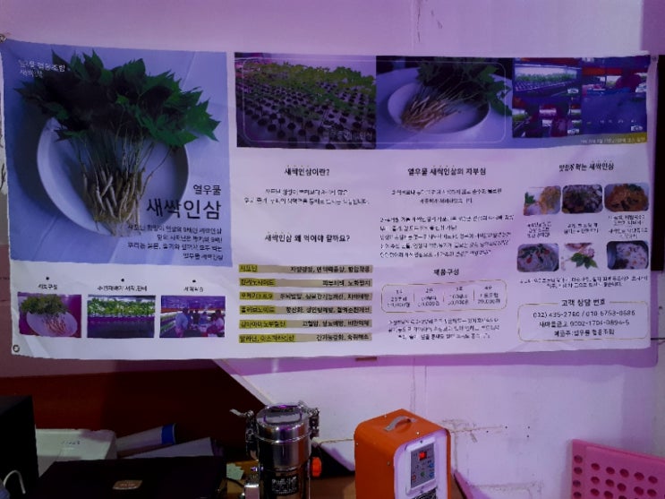 열우물새싹인삼 이미지