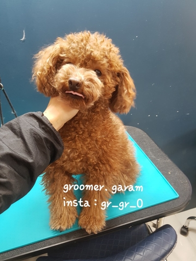 언니네 강아지 이미지