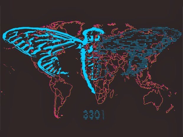 시카다(cicada) 이미지