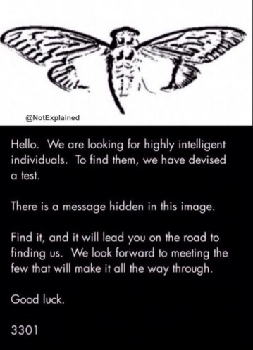 시카다(cicada) 이미지